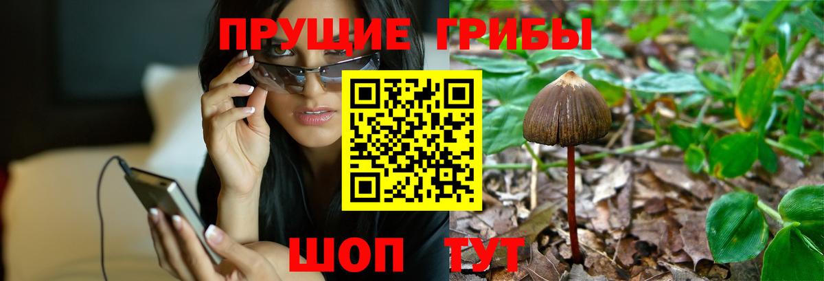 Новодвинск  Псилоцибиновые грибы прущие грибы  Вход с VPN 